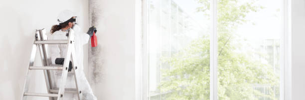 Best Attic Mold Removal  in Concordia, KS